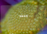 足彩负负