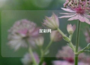 足彩网