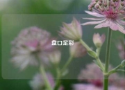 盘口足彩