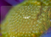 “足彩”