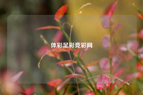 体彩足彩竞彩网