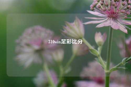310win足彩比分