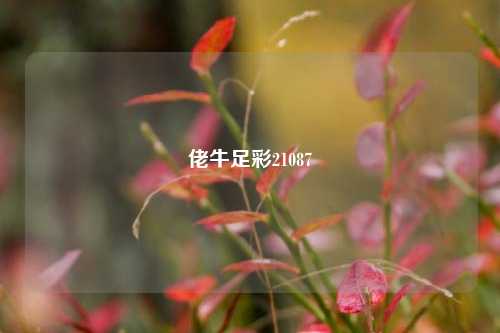 佬牛足彩21087