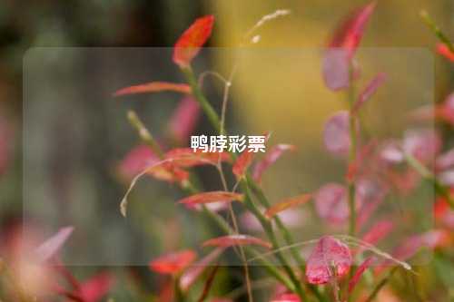 鸭脖彩票