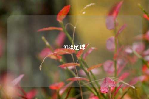 9188足球